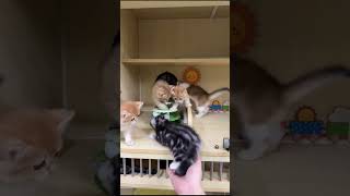 Kitten Playground Inside a Cat Market 🐾 Baby Cats Exploring Together