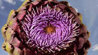 Artichoke flower opening with cloudy sky background. Cynara 4K #artichoke#flowertimelapse by Neil Bromhall 4,836 views 1 year ago 56 seconds