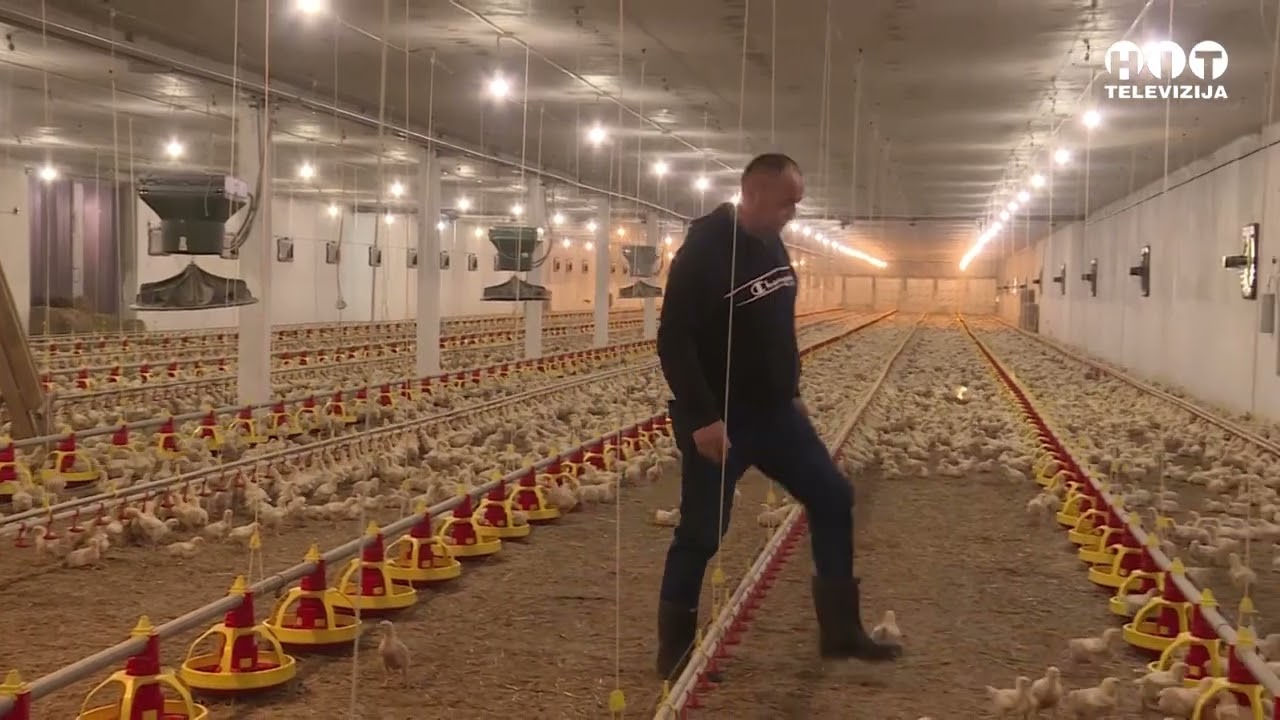 Samac - Proizvodnja tovnih pilica u Obudovcu - Hit Televizija Brcko