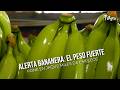 Alerta Bananera: El peso fuerte pone en jaque miles de empleos - TvAgro por Juan Gonzalo Angel