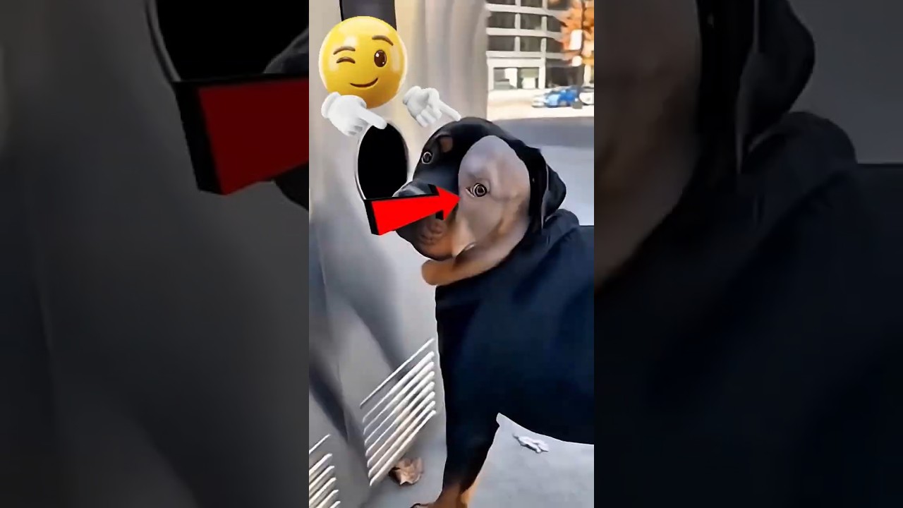 🐶😂 Dieser Hund wollte einen Haarschnitt… und bereute es sofort 😱✂️