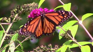 Butterflies at the Georgia Botanical Gardens, Summer of 2021, by c.2022 Susan Perz