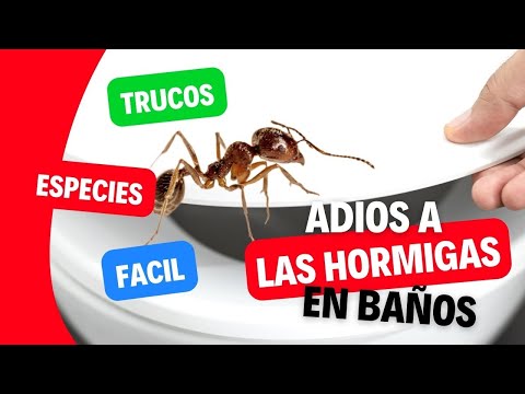 Video: ¿Cómo deshacerse de las hormigas en el baño? ¡Hay una solucion