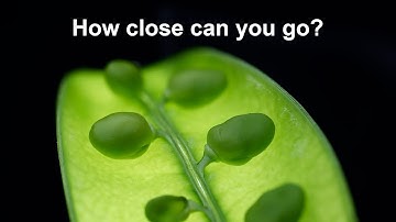 Studio Focus Stacking: Macro basics