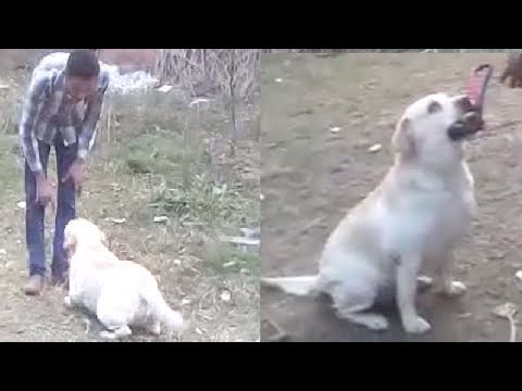 best trainer shoes 2019 Dog Training l Dog Training By Best Trainer Bilash Giri South Kolkata l Mob 7319186442