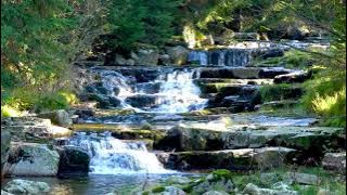 Calming Forest Creek 10 Hours. Flowing Water, Relaxing Nature Sounds for Sleeping or Relaxation.