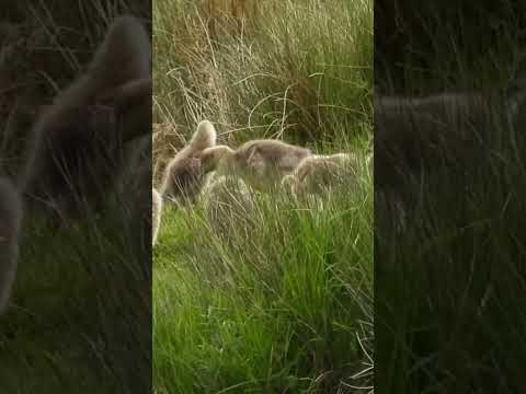 Greylag Goslings #shorts