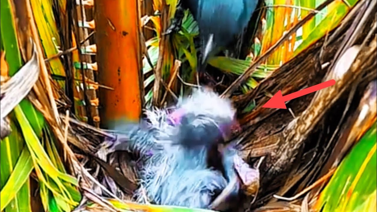 BAYI BURUNG TRAUMA SEPANJANG HIDUP NYA