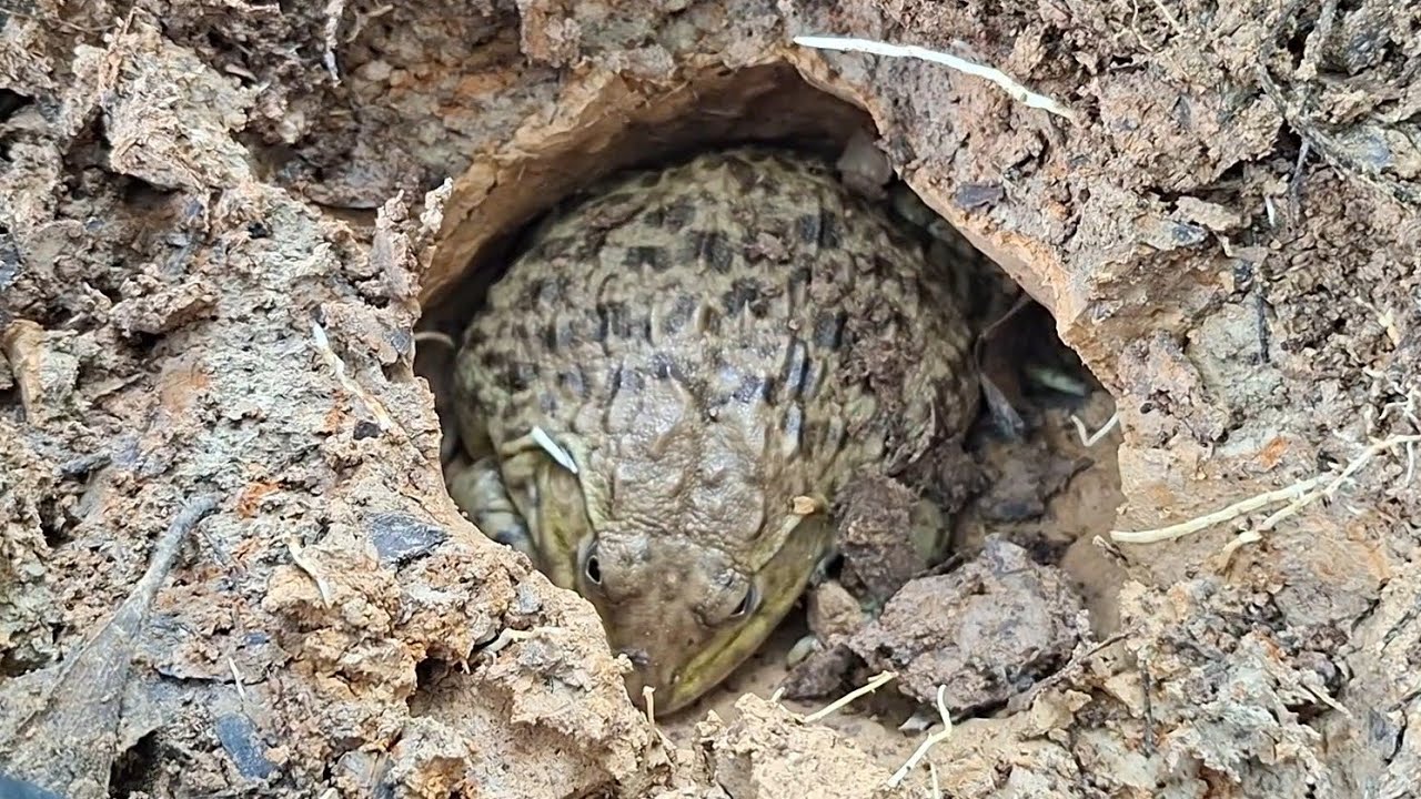 เลาะทุ่งนาวันนี้ฟลุ๊คหมานกบไงใหญ่ยักษ์หอยขมตัวบิ๊กๆอ้วนๆหมานสุดๆ