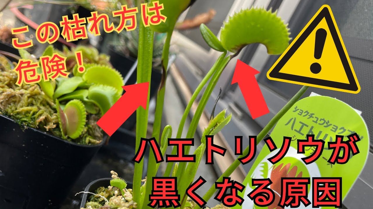 ［注意！］ハエトリソウが黒くなる原因と対処法　食虫植物育て方