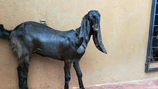 Bangalore Tajjammul's jamunapari goats breed 9035010282/9035010289