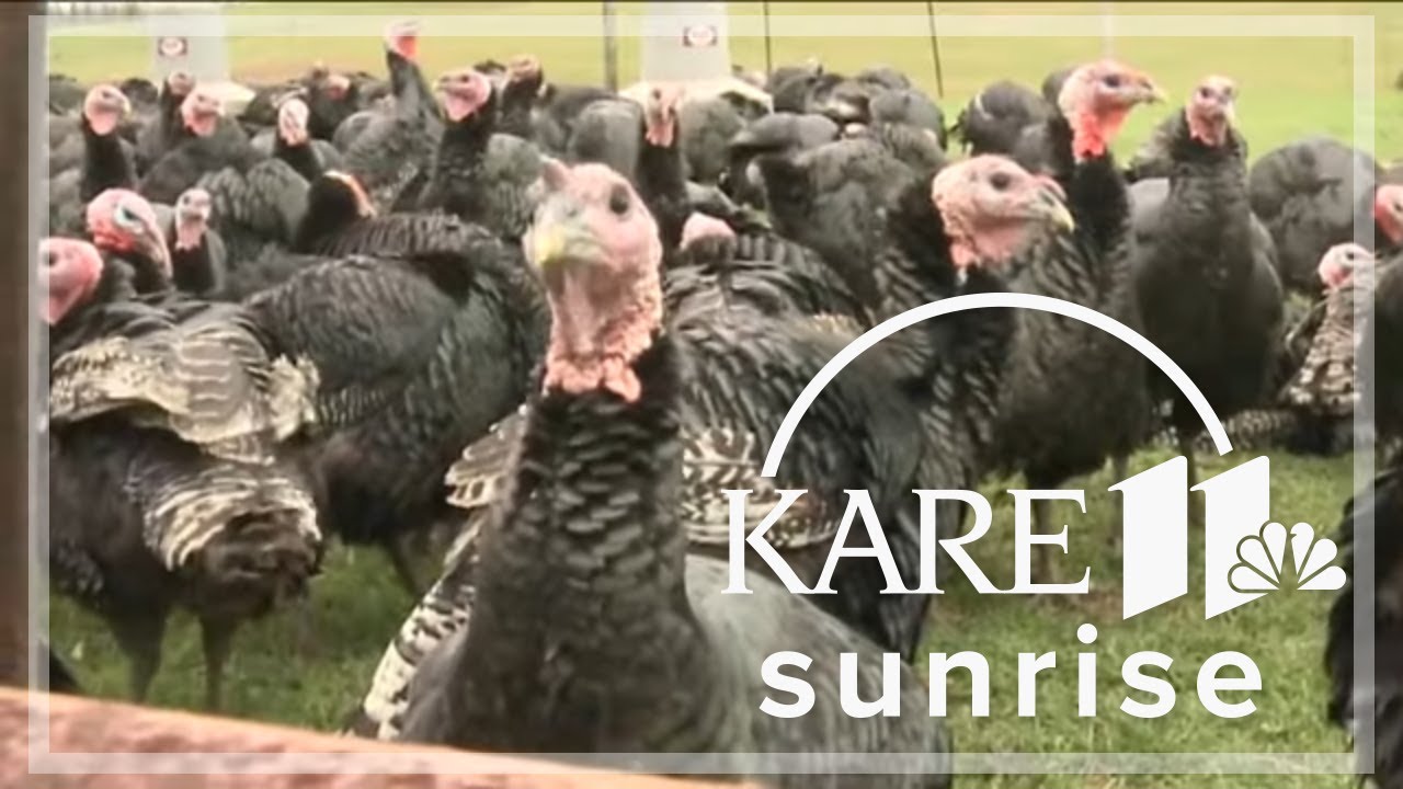 Minnesota farmers use laser technology to fight against the Avian Flu ...