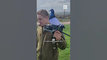 Украинские боевые голуби обороняют страну #shorts
