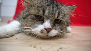 Cats VS Catnip - Why do cats like catnip? | Candace House