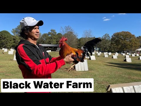 BLACKWATER FARM | CAROL NESMITH