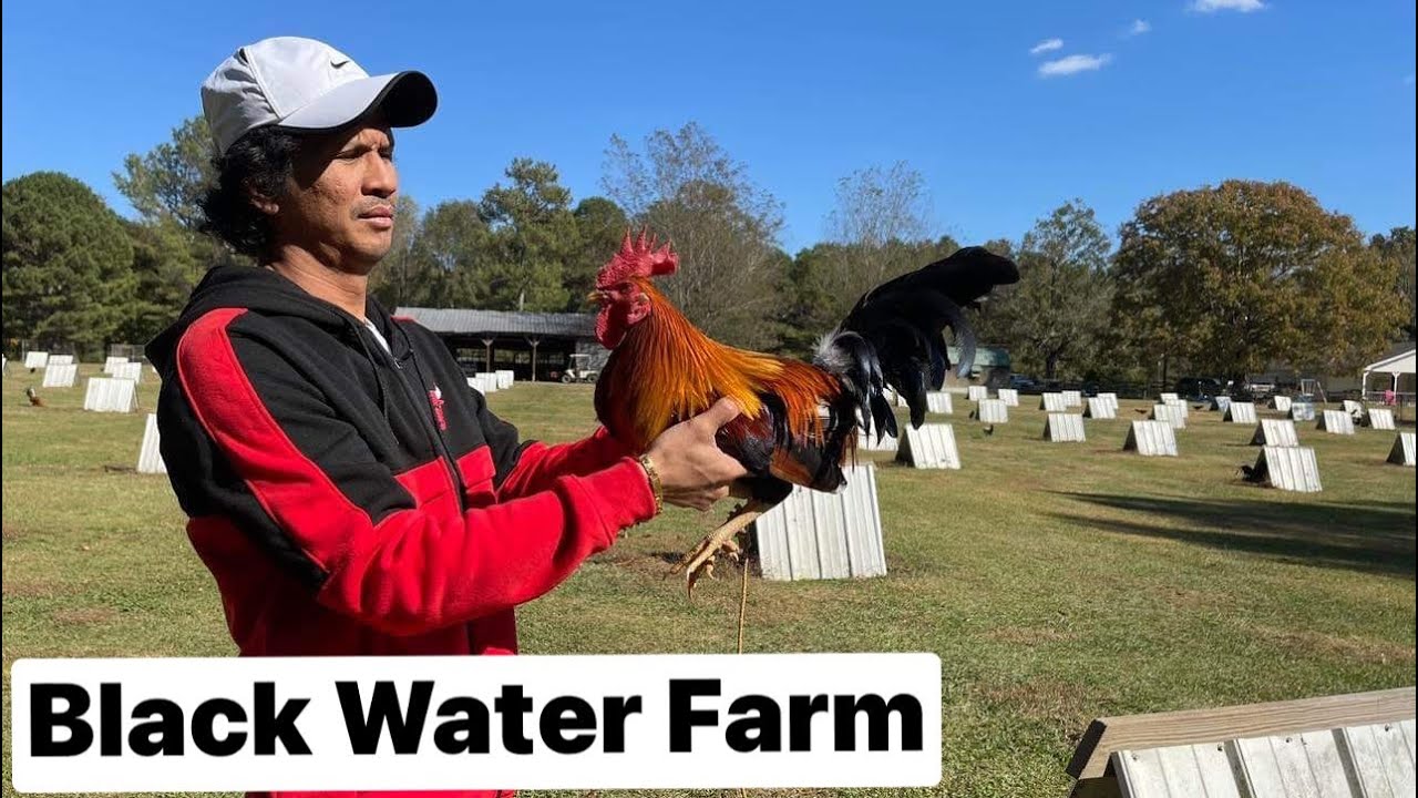 BLACKWATER FARM CAROL NESMITH YouTube BLACKWATER FARM CAROL NESMITH YouTube