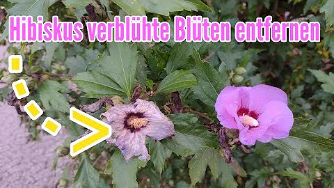 Was tun wenn Hibiskus verblüht ist?