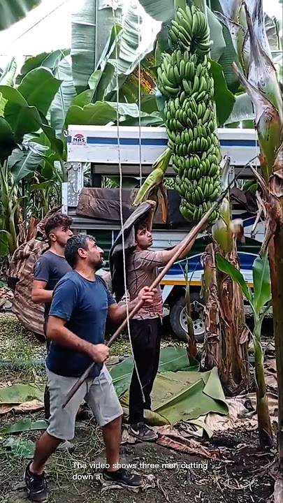 Cutting down a huge banana tree