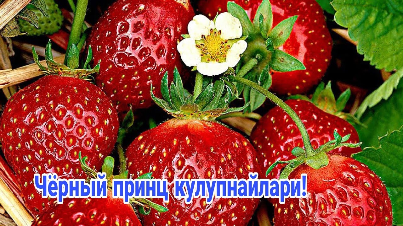 Чёрный принц кулупнайлари! 990160583☎️ 977011203☎️. 954552580☎️