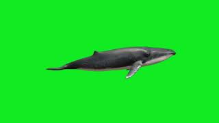 Real Whale 🐋  Green Screen Video 🔥