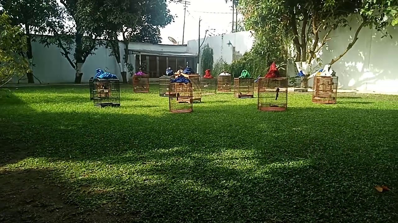 Burungkoleksi burung 