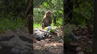 #beatifulnature monkey #cutemonkey #monkeylife #babyMonkey #funnyMonkey #nature