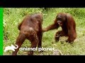 Orangutans Fight For Dominance While Leader Hamlet Is Trapped | Orangutan Island