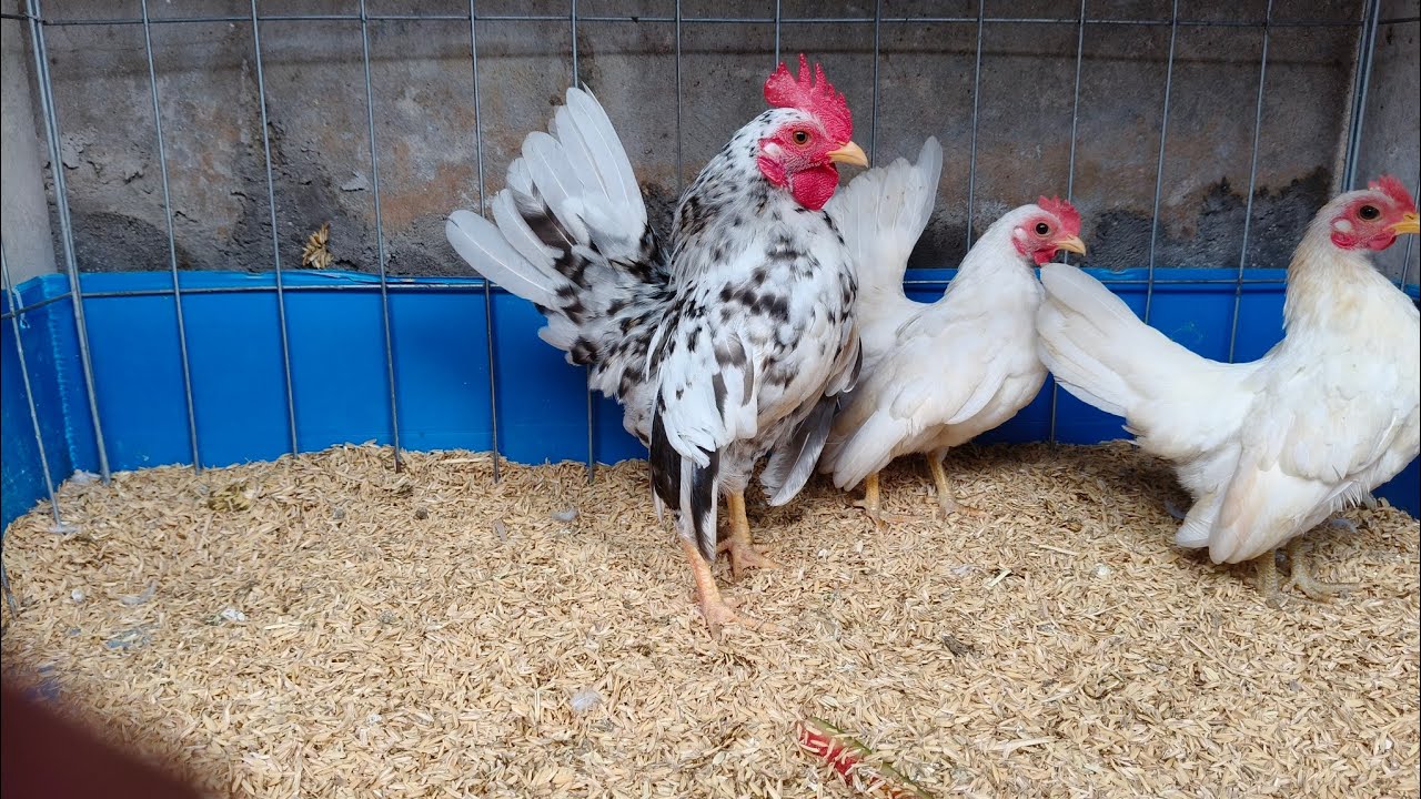 30/05/2025/gà cảnh đủ loại DT 0888464988