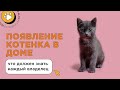 Появление котенка в доме: что должен знать каждый владелец? Распорядок дня и уход за котенком