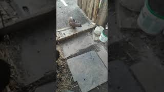 Злой сфинкс обороняется от котов в России! Мясо Злой сфинкс обороняется от котов в России! Мясо