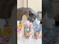 夏天太熱啦,不愛喝水的飽飽被補水奶昔一整個徵服了 #feedcat #petfood #funny