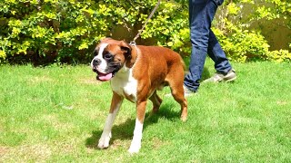 Animalia - Boxers