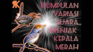 PRENJAK KEPALA MERAH GACOR VARIASI cocok untuk masteran burung lomba