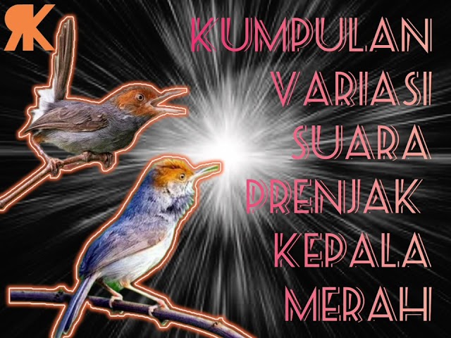 PRENJAK KEPALA MERAH GACOR VARIASI (cocok untuk masteran burung lomba) class=