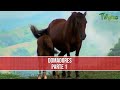 Domadores de Caballos Parte 1- TvAgro por Juan Gonzalo Angel Restrepo