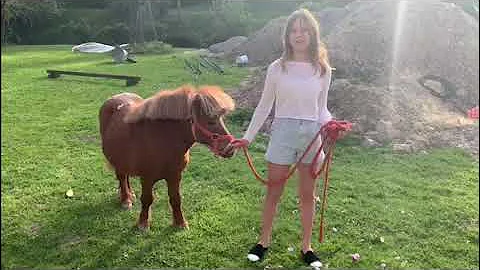 Quanto costa un poni?