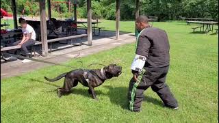 Andante Bandog Shiva Andante At Otrk9 In Usa Bred By Andante Bandog Kennels
