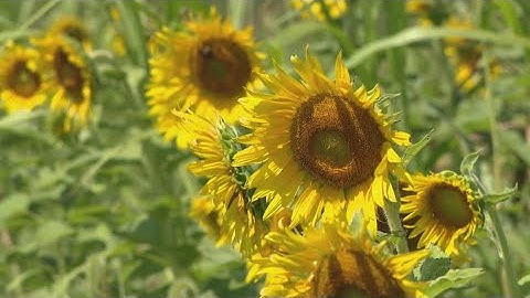 Drone video: Sunflower fields in St. Louis area