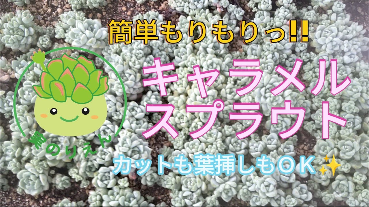 40 とっても簡単!!人気のキャラメルスプラウトを増やすコツ✨ - YouTube