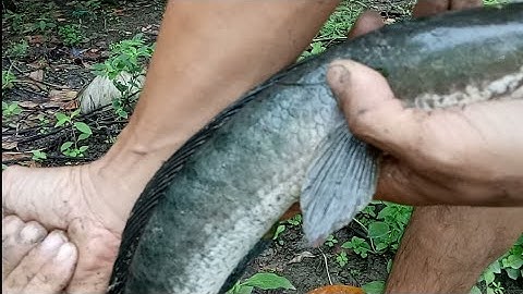 nhan vlog câu cá lóc bằng vịt # con cá lóc đực hung dữ # snakehead fishing with a duck#