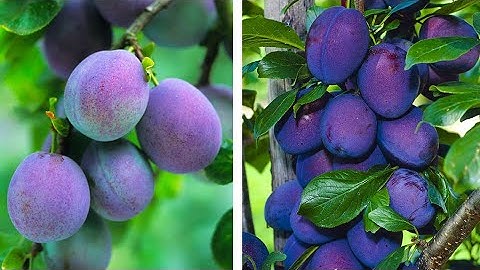 How to Plant Plums: Easy Fruit Growing Guide