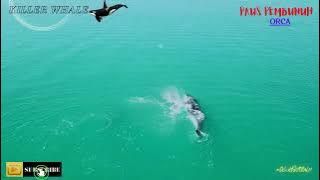 suara ikan paus pembunuh | killer whale voice sound effect | orca | ringtone | mp3