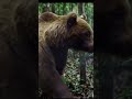 The Best Video in The world natural video #animals #Comedy #viralvideo #cute #cat #shortvideos