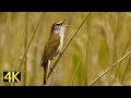 Der Gesang des Drosselrohrsängers (Great Reed Warbler / Acrocephalus arundinaceus) [4K]