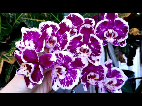 Массовое цветение моих редких орхидеи-бабочек 🦋