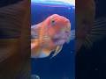 Parrotfish 🐠| #parrotfish #parrotfishtank #parrotfishcare #fish #fishtank #ytshorts #shorts #viral