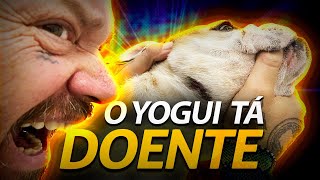 YOGUI TODO LASCADO! OTITE E DERMATITE NO MEU BULLDOG INGLÊS! | RICHARD RASMUSSEN