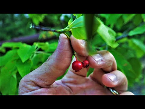 How to Identify and Find the Serviceberry aka Juneberry Tree Identification Guide Fruit Bark Leaves