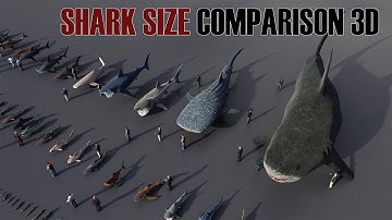 Shark Size Comparison 3D - Megalodon vs All Sharks in History!