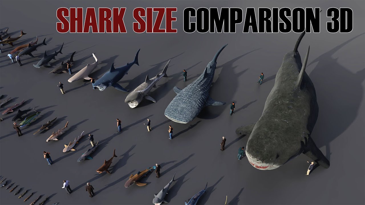 Shark Size Comparison 3D - Megalodon vs All Sharks in History!